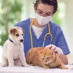 Disturbi Intestinali in Cani e Gatti: Un Pericolo Estivo Sottovalutato