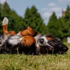 Il Bovaro del Bernese: Un Gigante Buono dalle Alpi Svizzere