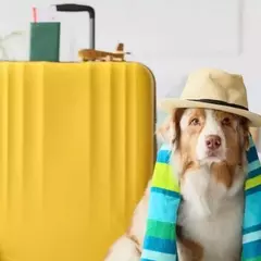 Prepararsi al meglio per le vacanze con i propri animali domestici