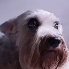 Perché alcuni cani temono i temporali estivi più di altri?