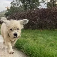La Giornata Mondiale del Cane Randagio: Un Appello all'Azione e alla Compassione