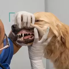 Cura Dentale Canina: Guida Completa per un Sorriso Sano