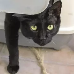 Insufficienza Renale in Cani e Gatti: Segnali, Diagnosi e Gestione
