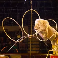 L'Ungheria Bandisce gli Animali Selvatici dai Circhi: Un Nuovo Capitolo per il Benessere Animale