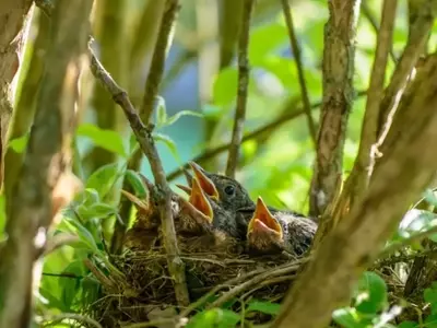 Guida Essenziale al Periodo di Nidificazione degli Uccelli e alla Loro Protezione