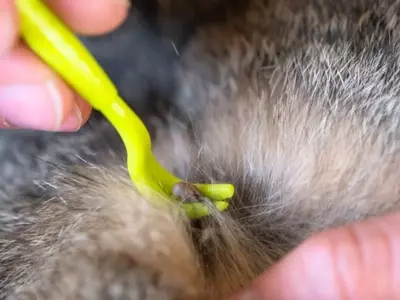 Rimozione Sicura delle Zecche dal Cane: Guida Essenziale