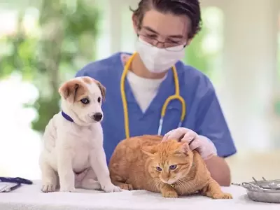 Disturbi Intestinali in Cani e Gatti: Un Pericolo Estivo Sottovalutato