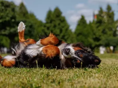 Il Bovaro del Bernese: Un Gigante Buono dalle Alpi Svizzere
