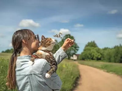 Passeggiate feline: un'opportunità per l'esplorazione felice