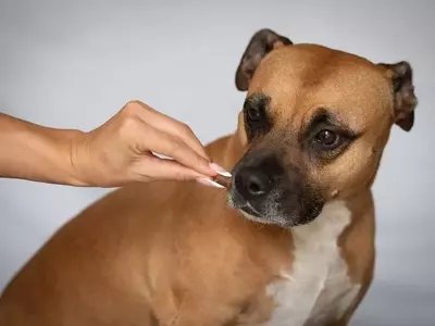 Articolazioni del cane anziano: cura e benessere per una vita serena