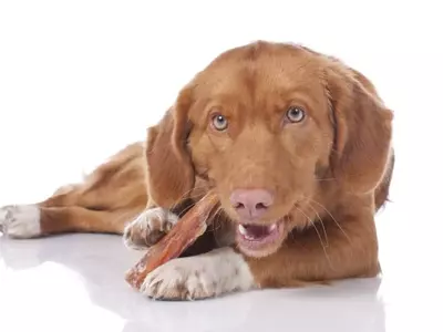 Guida Completa alla Scelta dei Migliori Masticabili Naturali per Cani: Benefici, Rischi e Consigli Pratici