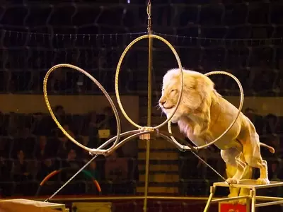 L'Ungheria Bandisce gli Animali Selvatici dai Circhi: Un Nuovo Capitolo per il Benessere Animale