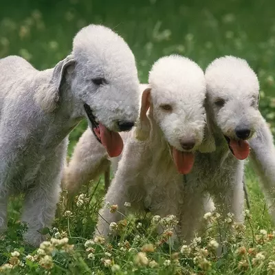 Il Bedlington Terrier: Un Eleganza Unica e un Cuore Coraggioso