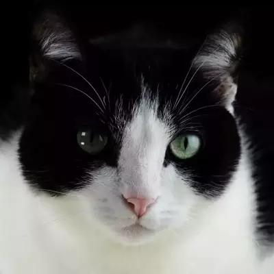 Il Gatto Eroico di Siena: Una Storia di Lealtà e Coraggio