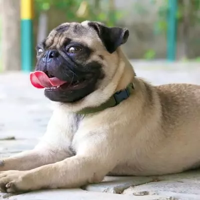 Cani Brachicefali e l'Estate: Una Sfida Respiratoria Sotto il Sole Cocente