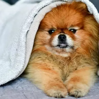 Manto Secco del Cane: Cause, Preoccupazioni e Soluzioni Efficaci