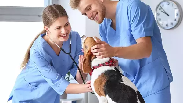 "Explore the Top Veterinary Assistant Programs of 2025" to kick-start your career