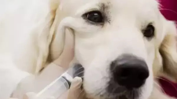 Cane: come somministrare i farmaci prescritti?
