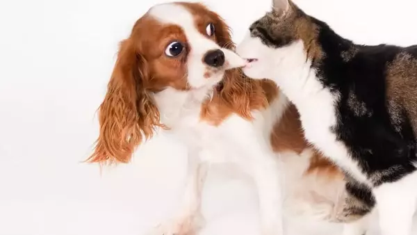 Integrare un Nuovo Animale Domestico: Una Guida Completa per una Convivenza Armoniosa