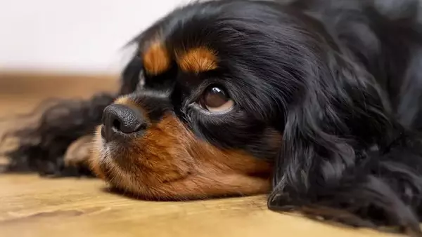 Il Significato Profondo dello Sguardo del Tuo Animale Domestico: Scienza e Connessione