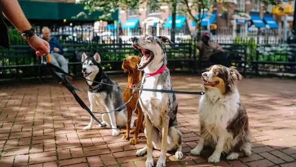 Pianificazione delle Vacanze con Animali Domestici: Guida Completa per Cani e Gatti