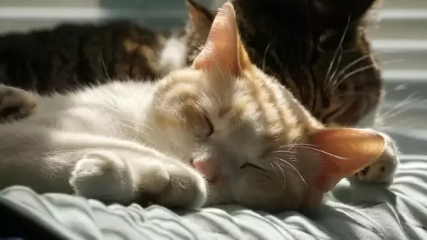 Pericoli inattesi per i gatti durante i mesi estivi: come salvaguardare il tuo amico felino