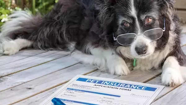 Assicurazione per Animali Domestici: La Guida 