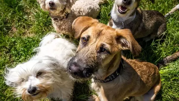 Svelare l'Età Canina: Un Calcolo Lontano dai Miti