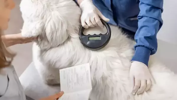 L'Importanza Cruciale del Microchip Canino: Identificazione, Sicurezza e Normative in Italia