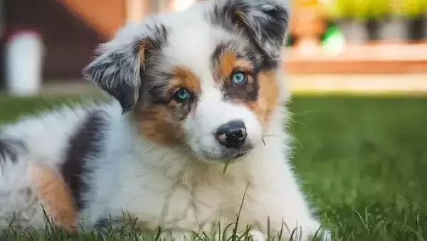 Guida alla Scelta del Nome Perfetto per il Tuo Cucciolo: L'Originalità della Lettera 'U'