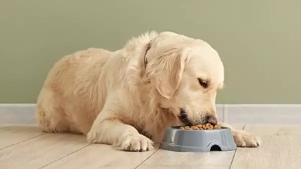 Intolleranze Alimentari Canina: Riconoscimento e Strategie di Gestione