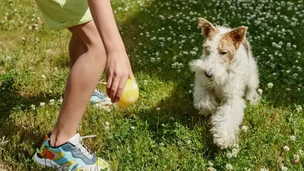 Integratori naturali per cani: guida completa alla scelta e ai benefici