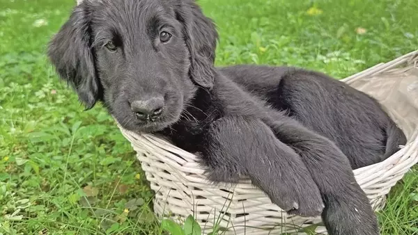 Prepararsi all'Arrivo di un Cucciolo: Guida Completa per un Inizio Sereno