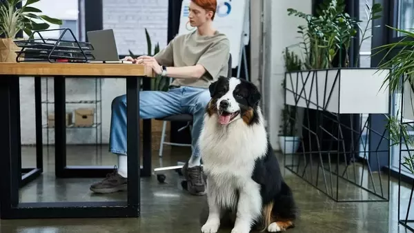 La Giornata del Cane in Ufficio: Benefici, Consigli e un Ambiente Lavorativo Migliore
