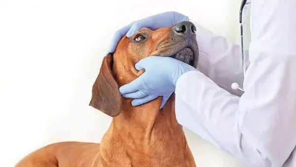 La cura oculare essenziale per cani e gatti: una guida completa