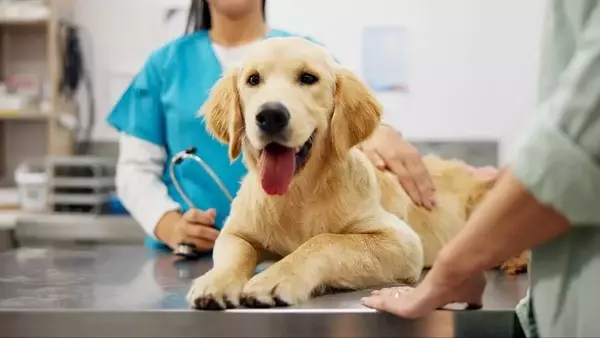 Cani nello Studio Dentistico: Un Sorriso Senza Paura per i Bambini