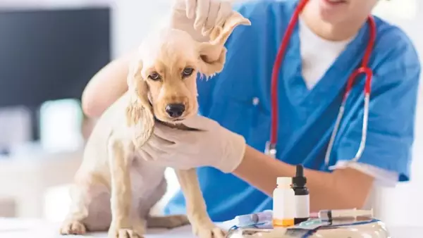 Cura e Prevenzione delle Malattie Auricolari in Cani e Gatti