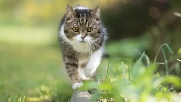 Giornata Mondiale del Gatto: celebrazione estiva e appello contro l'abbandono