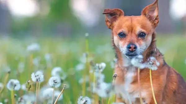 Malattie Dermatologiche in Cani e Gatti: Prevenzione e Gestione