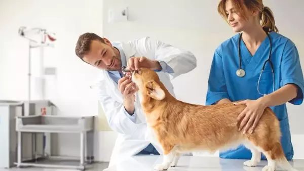 L'Importanza Cruciale dell'Igiene Orale per Cani e Gatti