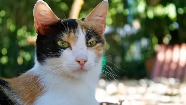Gestione Innovativa di Colonie Feline: Il Ruolo delle Scuole a Roma