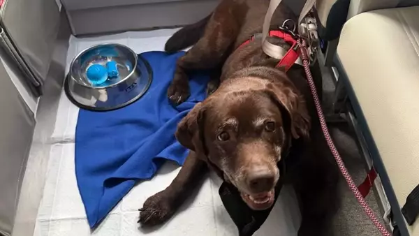 Viaggiare in aereo con animali domestici: nuove normative e primo volo dimostrativo