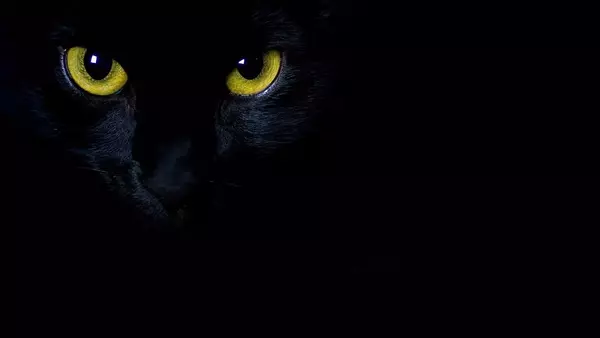 La Giornata del Gatto Nero: Abbattere le Superstizioni e Promuovere l'Amore per i Felini Scuri