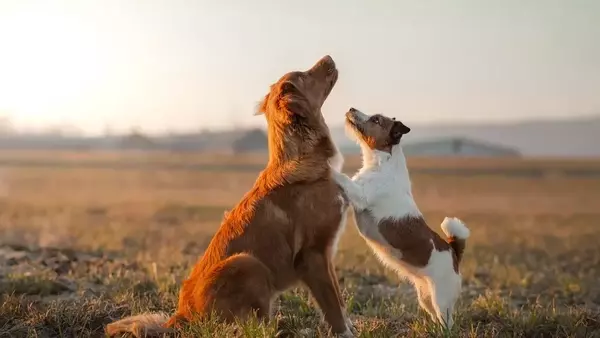 L'Importanza del Gioco per lo Sviluppo Armonioso del Cane: Presentazione di Hula Dog