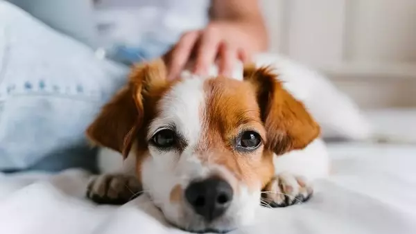 Giornata Mondiale del Cane: Festeggiare l'Amico Fedele e Promuovere l'Adozione Consapevole