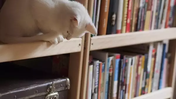 Teresa, la gatta bibliofila che incanta la Classense di Ravenna