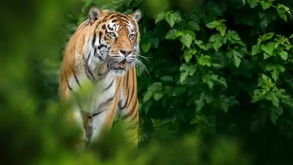 Giornata Mondiale degli Animali: Un Inno alla Convivialità e al Rispetto tra le Specie