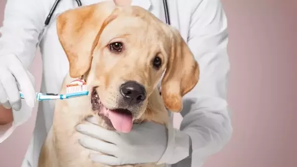 Il Percorso Dentale Canino: Dalla Nascita alla Maturità