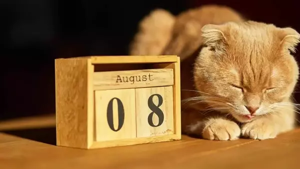Celebrazione Felina Mondiale: Un Omaggio al Compagno Domestico Amato