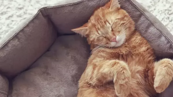 Il sonno felino: comprendere le abitudini e i segnali di allarme